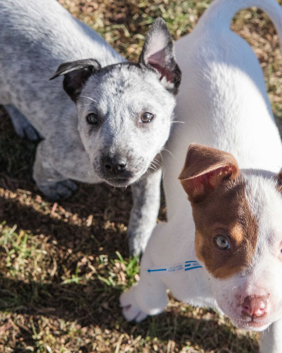 Sasha and Romeo