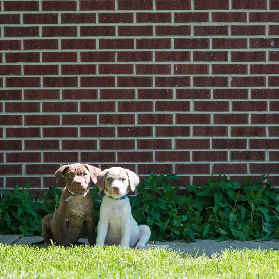 Willow and Gemma