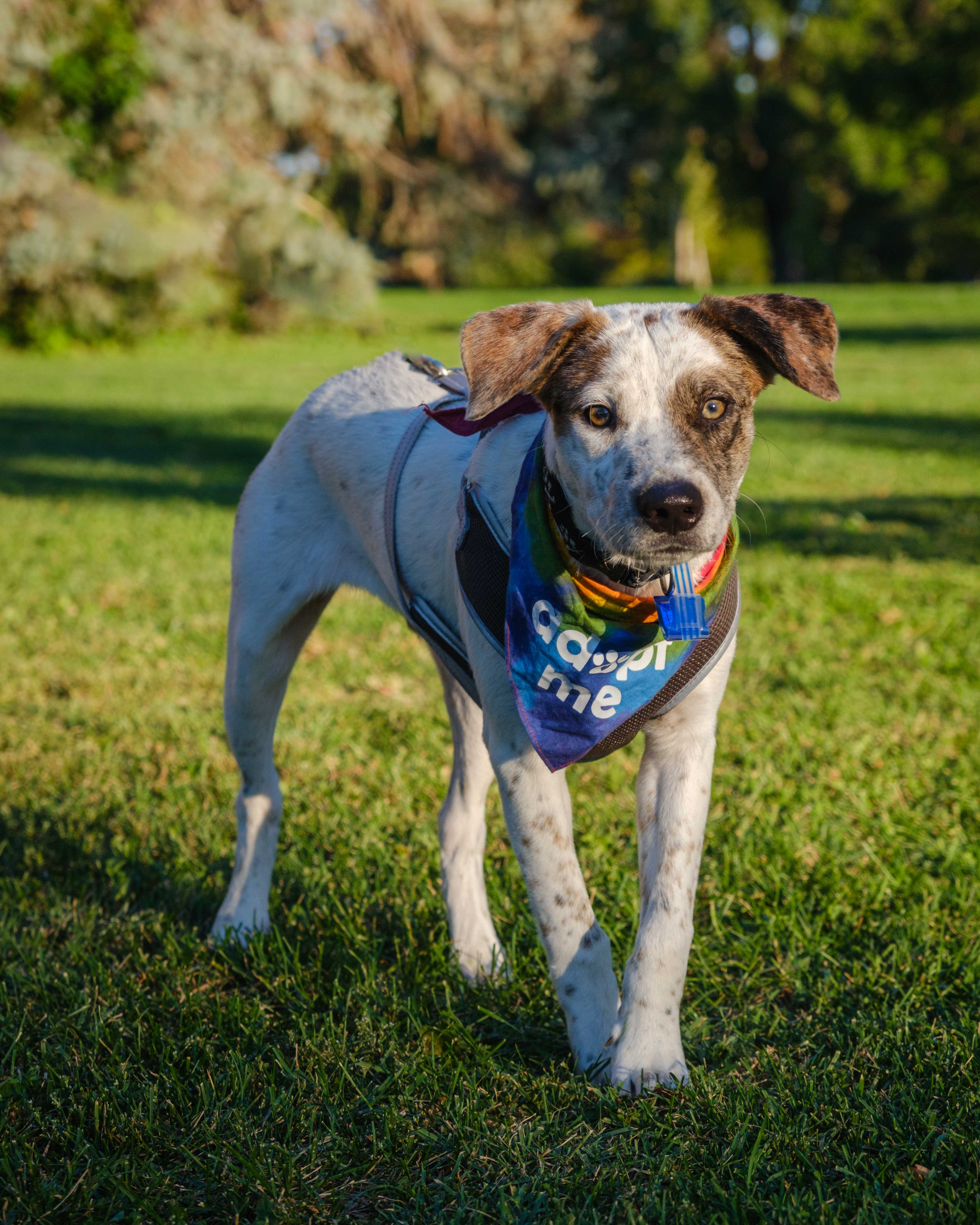 An item in the carousel